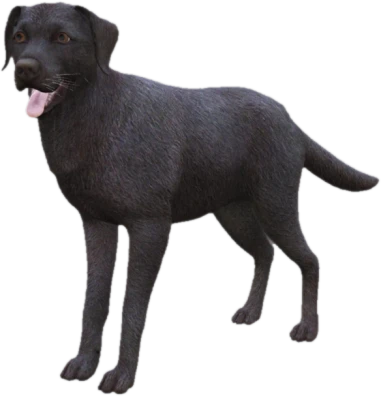 Labrador adult, Coat 3