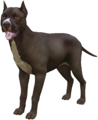 Pitbull adult, Coat 2