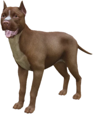 Pitbull adult, Coat 3