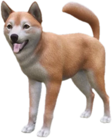 Shiba Inu adult, Coat 2