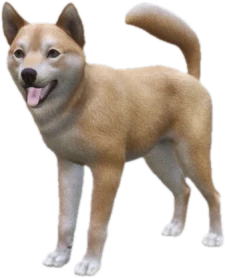 Shiba Inu adult, Coat 3