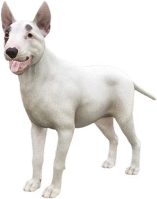 Bull Terrier adult, Coat 1