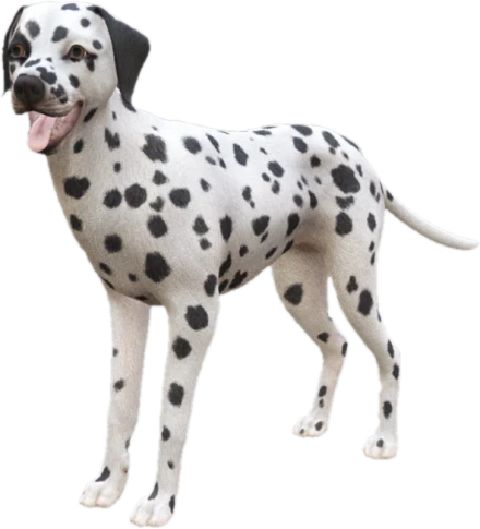 Dalmatian adult, Coat 1