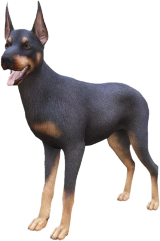 Doberman adult, Coat 1