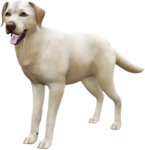 Labrador adult, Coat 1