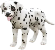 Dalmatian puppy