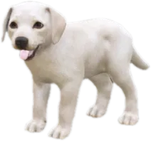 Labrador puppy