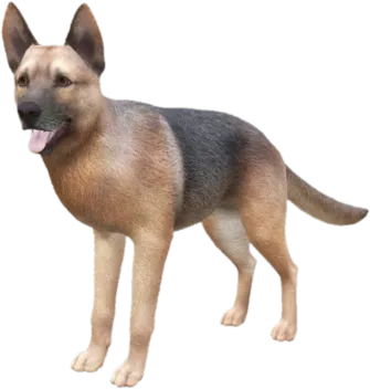 German Shepherd adult