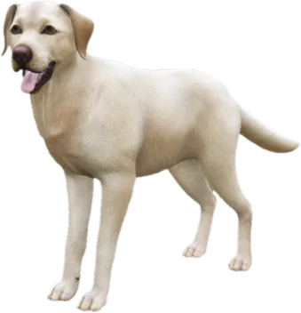 Labrador adult