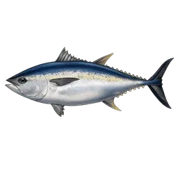 Transparent PNG of the GTA V item a_atun_fish