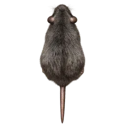Transparent PNG of the GTA V item a_top_down_rat_sprite