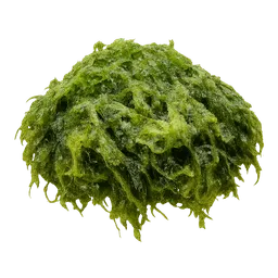 Transparent PNG of the GTA V item algae
