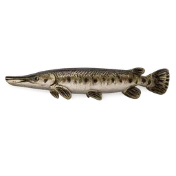 Transparent PNG of the GTA V item alligator_gar