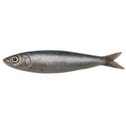 Transparent PNG of the GTA V item anchovy