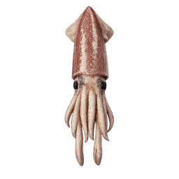 Transparent PNG of the GTA V item bait_squid