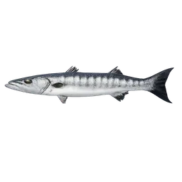 Transparent PNG of the GTA V item barracuda