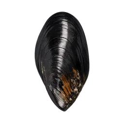 Transparent PNG of the GTA V item black_mussel