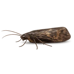 Transparent PNG of the GTA V item caddis_fly