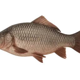 Transparent PNG of the GTA V item raw_fish