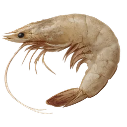 Transparent PNG of the GTA V item raw_shrimp