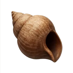 Transparent PNG of the GTA V item sea_shell