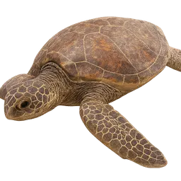Transparent PNG of the GTA V item sea_tortoise