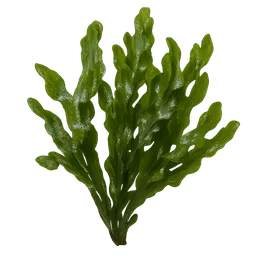 Transparent PNG of the GTA V item seaweed_1