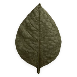 Transparent PNG of the GTA V item tabakblatt_gruen