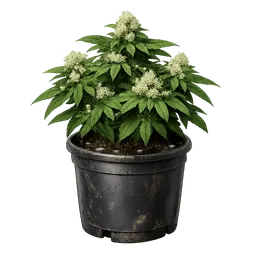Transparent PNG of the GTA V item weedblumentopf_1