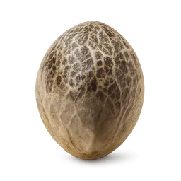 Transparent PNG of the GTA V item white_widow_seed