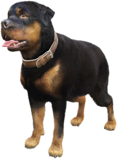 Transparent PNG of the GTA V ped a_c_chop