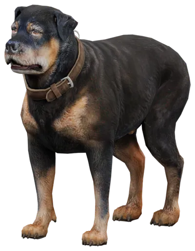 Transparent PNG of the GTA V ped a_c_chop_02