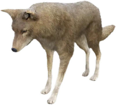 Transparent PNG of the GTA V ped a_c_coyote