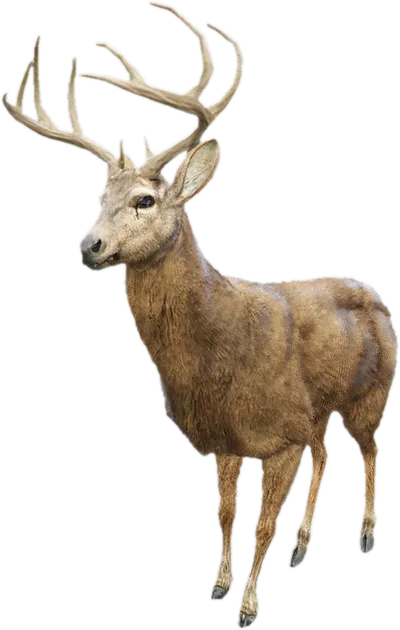 Transparent PNG of the GTA V ped a_c_deer