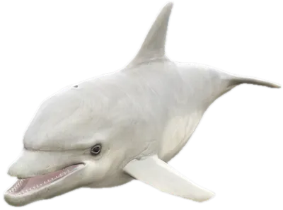 Transparent PNG of the GTA V ped a_c_dolphin