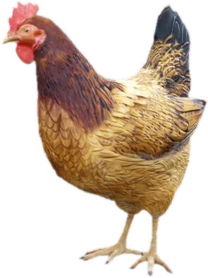 Transparent PNG of the GTA V ped a_c_hen
