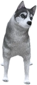 Transparent PNG of the GTA V ped a_c_husky_2