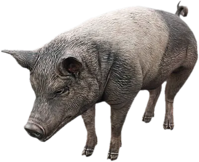 Transparent PNG of the GTA V ped a_c_pig