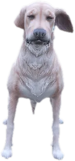 Transparent PNG of the GTA V ped a_c_retriever_2