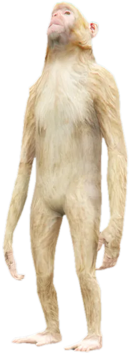Transparent PNG of the GTA V ped a_c_rhesus