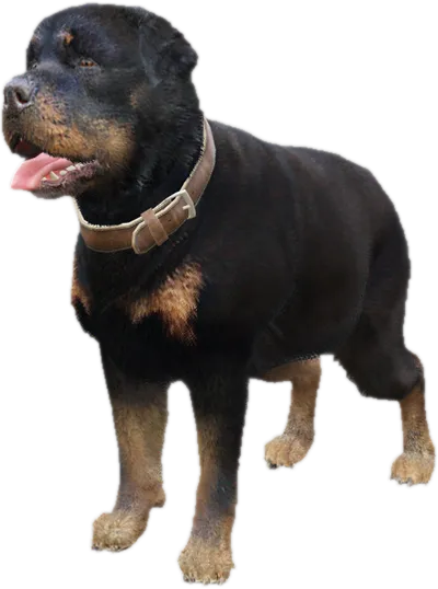 Transparent PNG of the GTA V ped a_c_rottweiler