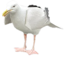 Transparent PNG of the GTA V ped a_c_seagull