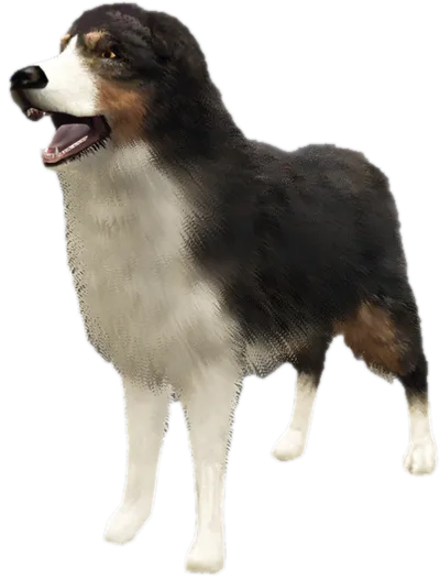 Transparent PNG of the GTA V ped a_c_shepherd