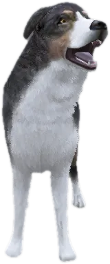 Transparent PNG of the GTA V ped a_c_shepherd_2