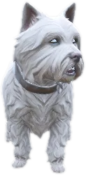Transparent PNG of the GTA V ped a_c_westy_2