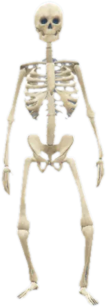 Transparent PNG of the GTA V ped amp_skeleton