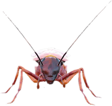 Transparent PNG of the GTA V ped cockroach