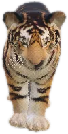 Transparent PNG of the GTA V ped ft_bptiger