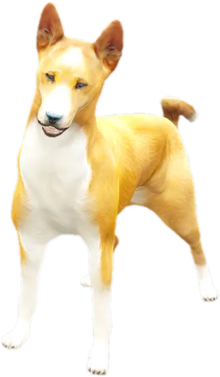 Transparent PNG of the GTA V ped nw_basenji