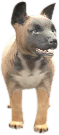 Transparent PNG of the GTA V ped nw_belgianshepherdpuppy
